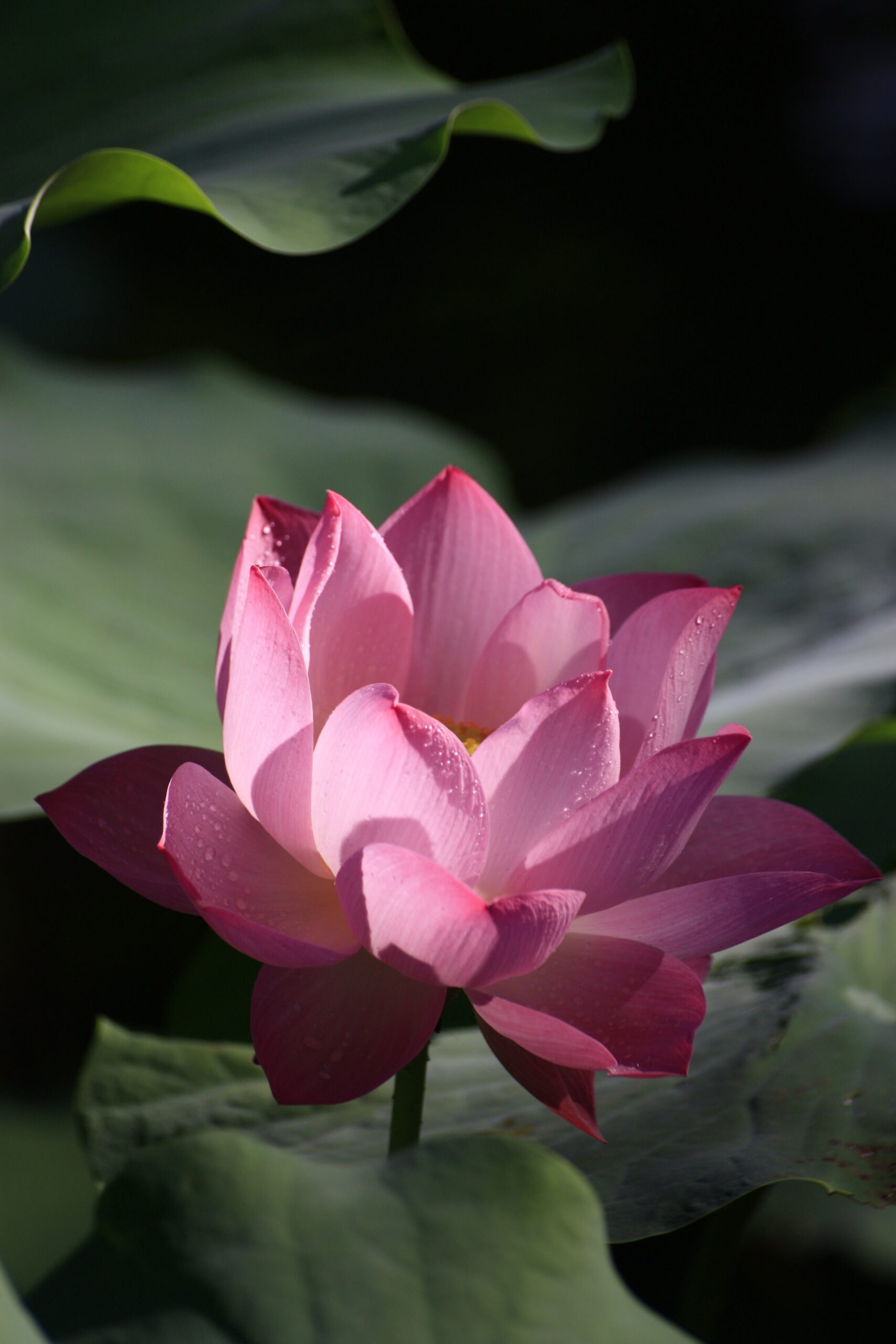 Die Lotusblüte — Reinheit und Erwachen Nahaufnahme einer rosa Lotusblüte mit Wassertropfen auf den Blütenblättern, umgeben von großen grünen Blättern vor dunklem Hintergrund — Symbol für innere Reinheit, Achtsamkeit und spirituelles Erwachen