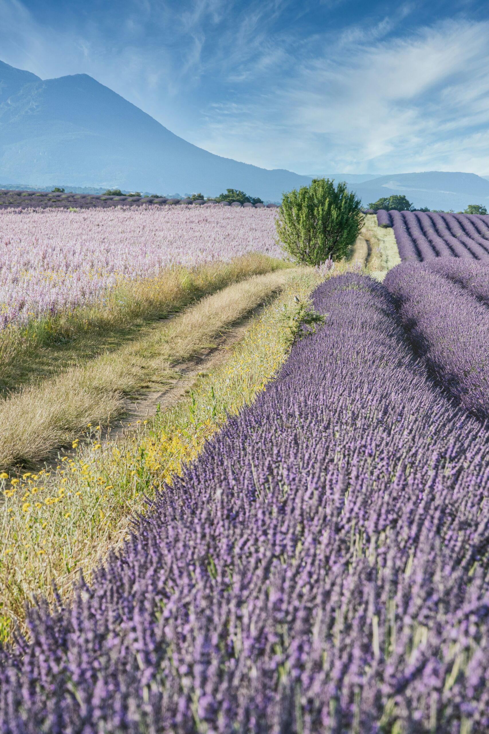 Ein Weg durch blühende Lavendelfelder in der Provence Schmaler Feldweg zwischen violetten Lavendelreihen und blassrosa Blütenfeldern in der Provence, mit einem einzelnen Baum und sanften Bergen im Hintergrund — eine Einladung zur Stille und inneren Einkehr