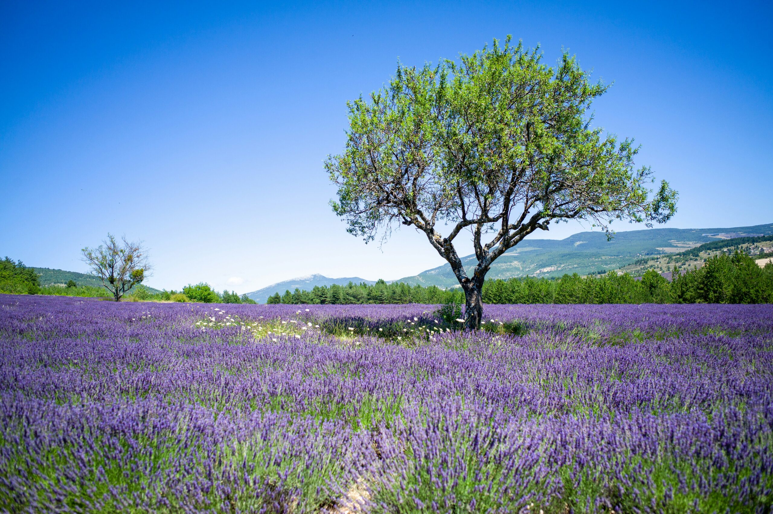 Lavendelfelder der Provence im Hochsommer Weites Lavendelfeld in voller Blüte mit einem einzelnen Baum im Zentrum, grünen Wäldern und einem Gebirgsmassiv im Hintergrund unter strahlend blauem Himmel – typische Landschaft der Provence, Frankreich